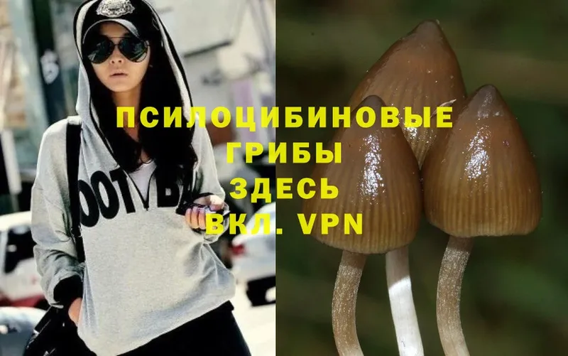 купить закладку  Старая Русса  Псилоцибиновые грибы Magic Shrooms 